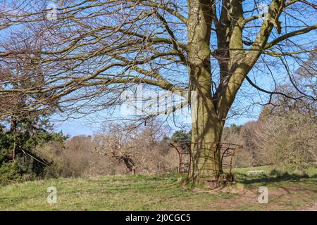 Großer alter, schlafender Baum in einer Parklandschaft Stockfoto