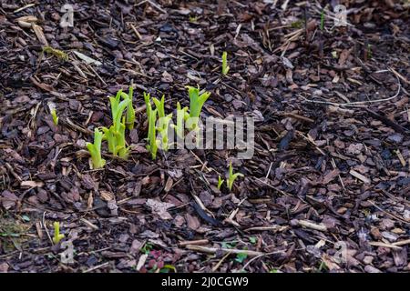 Junge grüne Triebe platzen vor Kraft und sind im Frühling überall zu sehen Stockfoto