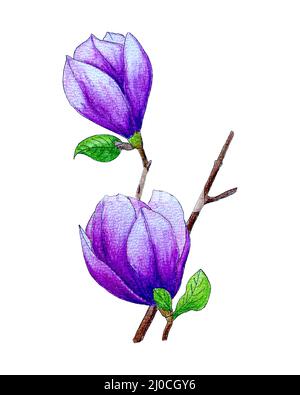 Magnolia Blume rosa Flieder Handzeichnung mit Aquarellstiften, isolierter, weißer Hintergrund. Vektorgrafik Stock Vektor