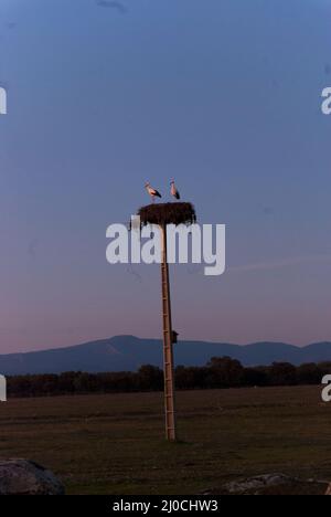 Zwei Störche im Nest auf dem Strompol bei Sonnenuntergang im Winter in Extremadura vertikal Stockfoto