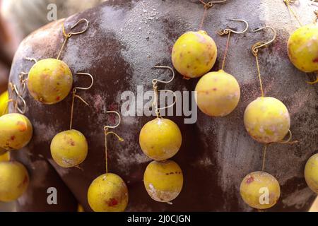 Neu-Delhi, Indien. 18. März 2022. Ein hinduistischer Anhänger trägt während der Thaipusam-Prozession Limettendurchbohrungen auf seinem Rücken. Kredit: ZUMA Press, Inc./Alamy Live Nachrichten Stockfoto