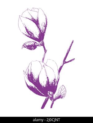 Magnolia Blumenstempel Aufdruck Handzeichnung Bleistift, isoliert, weißer Hintergrund. Vektorgrafik Stock Vektor