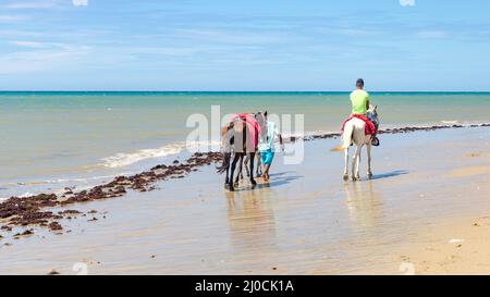 Pferdefamilie Ausritte in Cumbuco Stockfoto