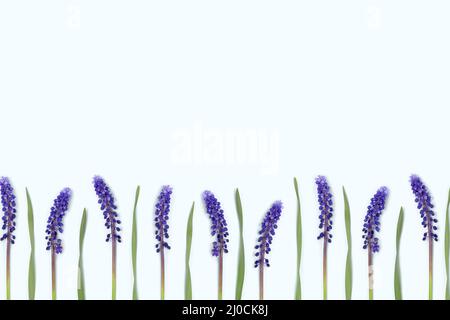 Reihe violetter Muscari-Blüten auf blauem pastellfarbenem Hintergrund mit Copyspace. Stockfoto