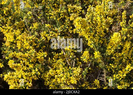 Gelbe Blüten auf Ginstersträuchern an einem Hang Stockfoto