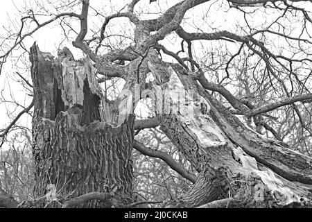 Winterschnalle! Baum, der durch Spätwinter-Stürme auf die Erde gebracht wurde. Woburn, England. Stockfoto