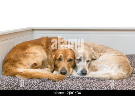 Blick auf zwei Hunde lügen Stockfoto