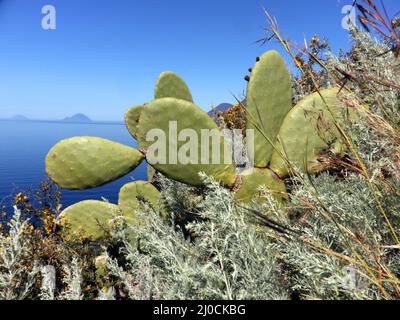 Indische Feige, Opuntia ficus-indica, Äolische Inseln, Italien Stockfoto