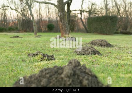 Maulwurf Loch im Garten Stockfoto