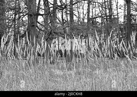 Durch das schauende Gras! Blick in den Wald. Woburn, England Stockfoto