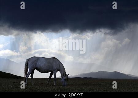 Weißes Pferd bei schlechtem Wetter am Song Kol See, Zentral-Kyryzstan Stockfoto