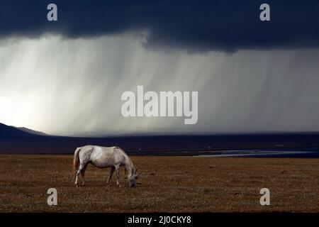 Weißes Pferd bei schlechtem Wetter am Song Kol See, Zentral-Kyryzstan Stockfoto