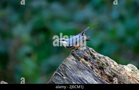 Eurasischer Nuthatch sammelt Nüsse zum Zwischenspeichern Stockfoto