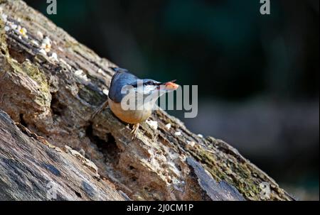 Eurasischer Nuthatch sammelt Nüsse zum Zwischenspeichern Stockfoto