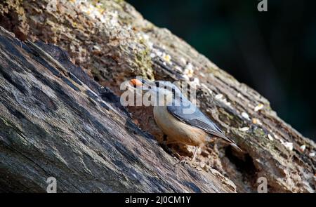 Eurasischer Nuthatch sammelt Nüsse zum Zwischenspeichern Stockfoto