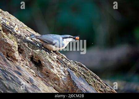 Eurasischer Nuthatch sammelt Nüsse zum Zwischenspeichern Stockfoto