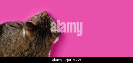 Banner mit grauer Kurzhaarkatze, die auf einem magentafarbenen Hintergrund schläft und Platz zum Kopieren hat. Selektiver Fokus. Stockfoto