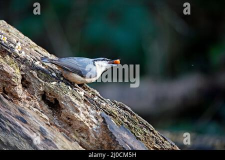 Eurasischer Nuthatch sammelt Nüsse zum Zwischenspeichern Stockfoto