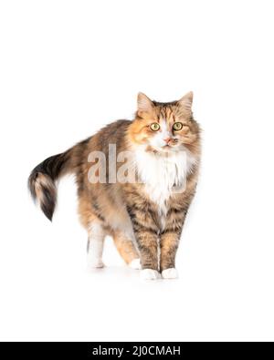 Flauschige Katze, die beim Betrachen der Kamera steht. Vorderansicht der Katze mit neugierigem Körperausdruck. Süße orange, weiß und schwarz torbie Kitty. Gelbe Augen und Stockfoto