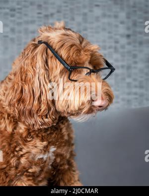 Nerdy Hund trägt Brille, Seitenprofil. Großer flauschiger weiblicher Labradoodle Hund, der mit ernstem Ausdruck auf etwas schaut. Witziges Konzept für intelligentes Haustier Stockfoto