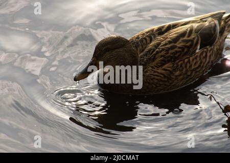 Ente schwimmt in einem See mit einem Tropfen Wasser aus seinem Schnabel Stockfoto