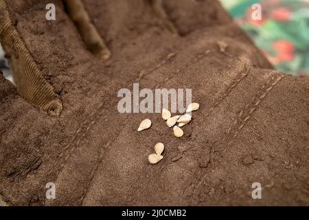 Fröhliche Tomatensamen in einem Gartenhandschuh aus nächster Nähe. Zwergbuschtomatensamen 'Rotkehlchen' für kleinen Containergarten. Frühes Frühjahr Pflanzung i Stockfoto