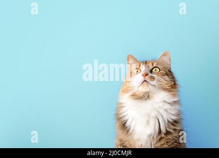 Flauschige Katze, die vor blauem Hintergrund aufschaut. Lange Haare weibliche Calico oder torbie Katze starrte mit intensivem Ausdruck auf etwas oben. Haustier auf CO Stockfoto