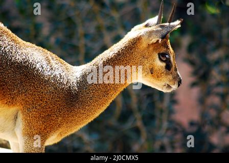 Ein Klipspringer blickt über die Landschaft Stockfoto