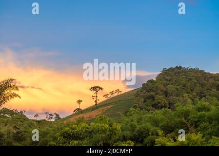 Alter Araukaria-Baum auf dem Berg Stockfoto