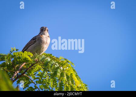 Rufous colared Sperling posiert auf einem Ast Stockfoto