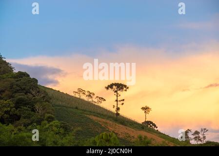 Alter Araukaria-Baum auf dem Berg Stockfoto