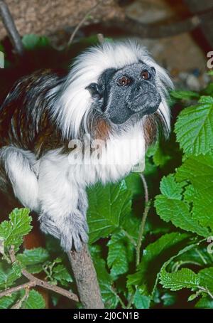 Tamarin , (Saguinus ödipus.) Aus Dem Nordwesten Kolumbiens. Als vom Aussterben bedroht eingestuft. Stockfoto