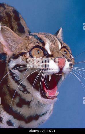 Weibliche Leopardkatze, (Prionailurus bengalensis). Ein malaysischer Renner. Stockfoto