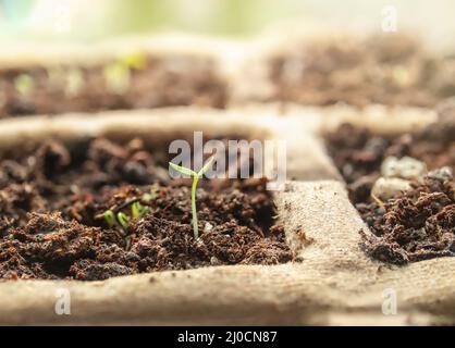 Sellerie-Sämling tauchte gerade auf der Fensterbank auf. Makro von winzigen organischen Tango-Sellerie, auch bekannt als Apium graveolens, in biologisch abbaubarem Papier-Starter-Topf t Stockfoto