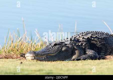 Sehr große amerikanische Alligator mississippiensis Sonnenbaden auf der Seite von einem Teich Stockfoto