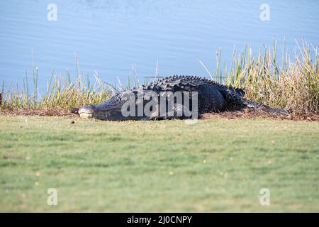 Sehr große amerikanische Alligator mississippiensis Sonnenbaden auf der Seite von einem Teich Stockfoto