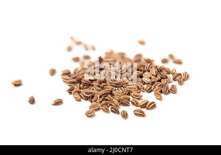 Bio-Sellerie Samen frühen Frühling Pflanzen drinnen. Auch als Gewürz- und Kochkost verwendet. Makro von vielen 1-2 mm Samen von Tango Sellerie Pflanze auch bekannt Stockfoto