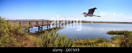 Großer Blaureiher über eine Brücke entlang des friedlichen und ruhigen Sumpfes der Bolsa Chica Feuchtgebiete Stockfoto