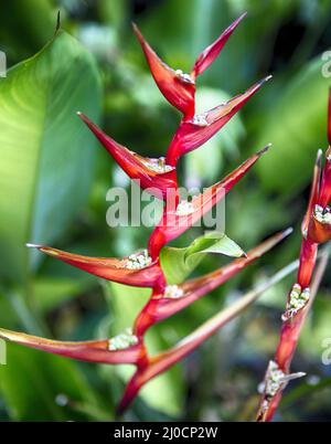 Heliconia Orchidee Stockfoto