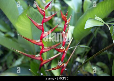 Heliconia Orchidee Stockfoto