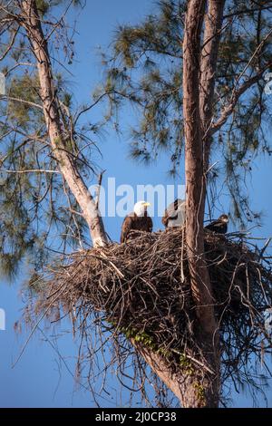 Familie mit zwei weißkopfseeadler Haliaeetus leucocephalus Eltern mit ihrem Nest Stockfoto