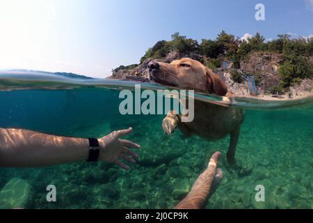 Hunde schwimmen in einem schönen Meer Stockfoto