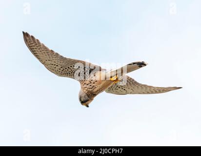 Männlicher Turmfalken (falco tinnunculus) im Flug, Paphos, Zypern. Stockfoto