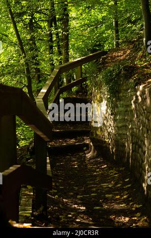 Treppe auf dem Weg durch Linn Park, Glasgow Stockfoto