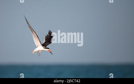 Herde der Schwarzen skimmer Seeschwalben Rynchops niger am Strand von Clam Pass Stockfoto