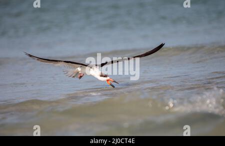 Herde der Schwarzen skimmer Seeschwalben Rynchops niger am Strand von Clam Pass Stockfoto
