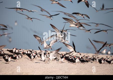 Herde der Schwarzen skimmer Seeschwalben Rynchops niger am Strand von Clam Pass Stockfoto