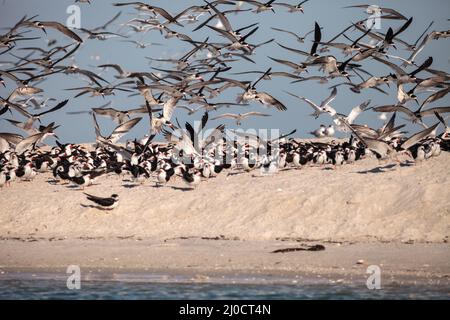 Herde der Schwarzen skimmer Seeschwalben Rynchops niger am Strand von Clam Pass Stockfoto