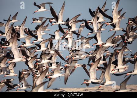 Herde der Schwarzen skimmer Seeschwalben Rynchops niger am Strand von Clam Pass Stockfoto