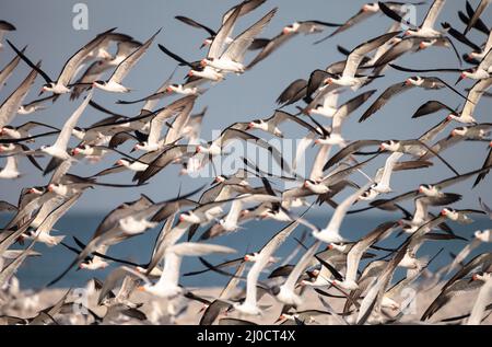 Herde der Schwarzen skimmer Seeschwalben Rynchops niger am Strand von Clam Pass Stockfoto